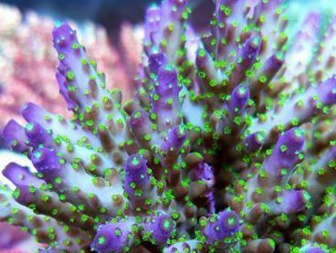 Coral SPS em aquário marinho