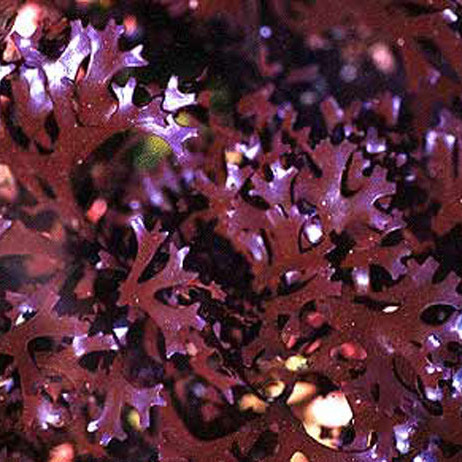 Chondrus crispus, o musgo irlandês (imagem ilustrativa)