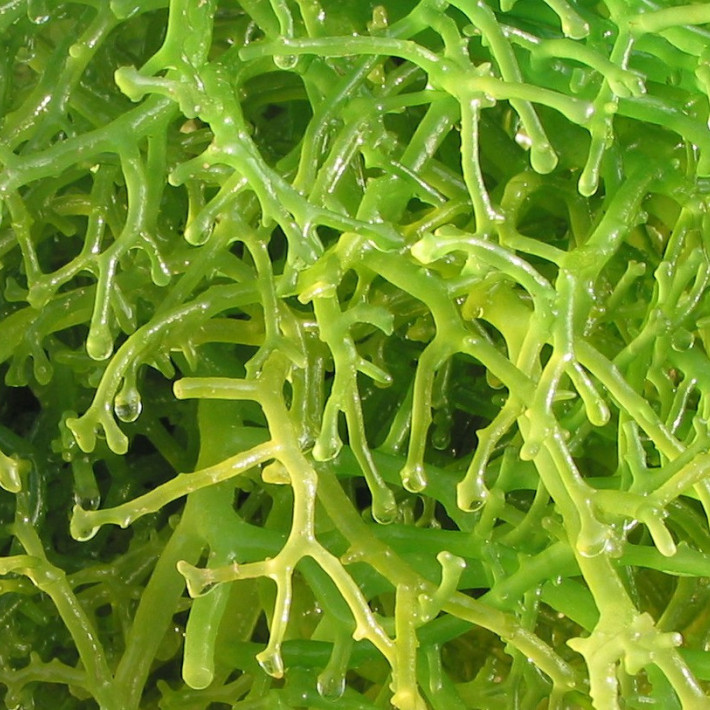 Euchema cottonii (imagem ilustrativa)