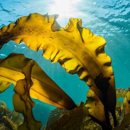Kelp (imagem ilustrativa)