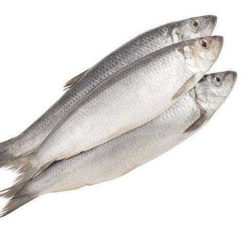 Peixes inteiros (imagem ilustrativa)