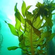 Wakame (imagem ilustrativa)